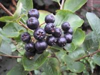 Aronia Beery100% Juist, konzentrat and dried