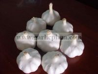 Pure White Garlic