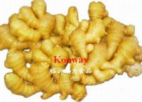 https://ar.tradekey.com/product_view/Air-Dry-Ginger-1086062.html