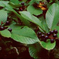 Cascara Sagrada Bark Extract Powder