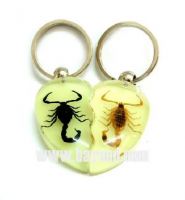 Real insect amber keychains, bug keyring, so cool gift, novel gift