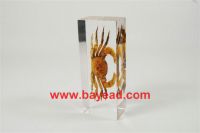 real insect amber lucite paperweights, bug paperweights, business gift