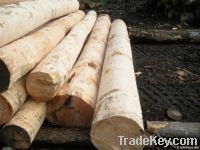 Eastern White Pine Logs