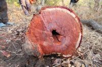 Pterocarpus santalinus (Red sandalwood)