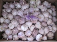 Garlic, Ginger, Onions and Potatoes sale