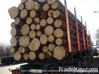 Pine (Origin Latvia - Lithuania)