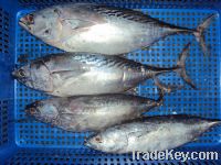 FRIGATE MACKEREL (BONITO)