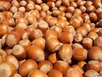Nut from Georgia