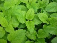 Lemon Balm Extract