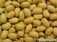 Soy Isoflavones