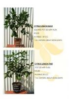 CITRUS & MEDITERRANEAN PLANTS