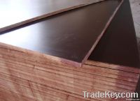 Brown Film faced marine plywood 18mm good quality