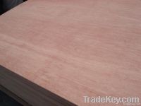 Bintangor face/back commercial plywood 18mm good quality