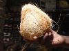 fresh coconut