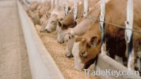 Animal Fodder (Cattle Feed)