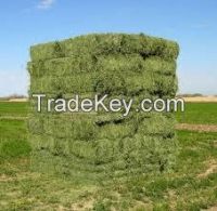 Alfalfa From Sudan