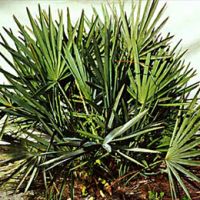 Saw Palmetto Fruit Extracts