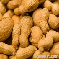 Peanut Extract Powder