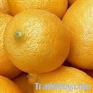 Lemon Extract Powder