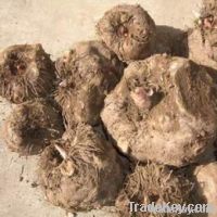 Konjac Extract