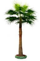 Palm tree, Washingtonia Palm, Coconut, Ficus, Bamboo