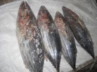 FROZEN YELLOW FIN AND SKIP JACK TUNA WHOLE ROUND ( canning grade)