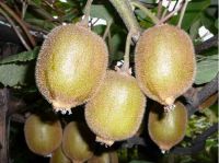 Kiwi Fruit