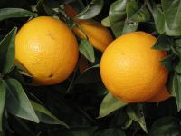 FRESH ORANGES