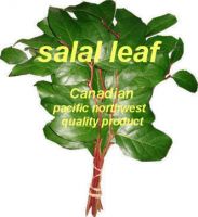 Salal