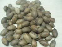 Pecan Nuts inshell