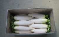 White Radish , Radish