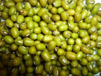 green mung bean