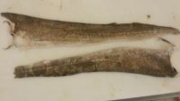Frozen Atlantic Cod Fish Skins