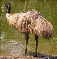 EMU BIRDS SUPPLY