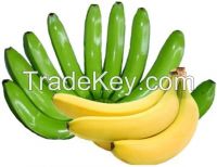 Fresh Indian Banana