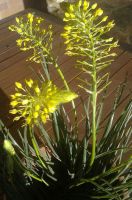 Bulbine