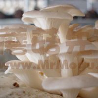 Oyster Mushroom Logs (Pleurotus ostreatus) (compost + spawn)