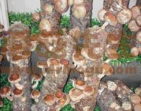 Shiitake Mushroom Logs (Lentinula edodes) (compost + spawn)