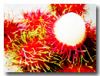 Export fresh Rambutan