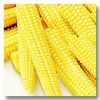 Export fresh baby corn