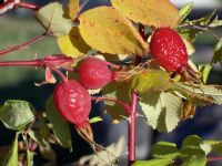 Rosehips - Whole, Organic & Wild