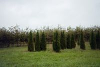 Organic trees and shrubs