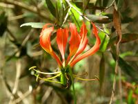 glory lilly seeds