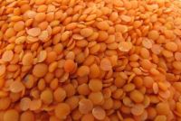 Split Red Lentils suppliers , Red Split Lentil Lentille exporters, Lense wholesaler, Lenteige, Masoor dal exporters, Mercimek suppliers, bulk Saabat Masoor traders