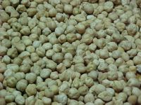 Australian Kabuli chickpeas