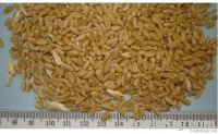 Australian Prime Hard Wheat APH1 APH2 APW1 APW2