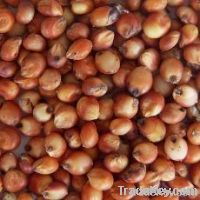 Red Sorghum