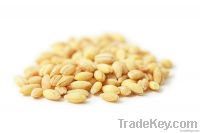 Australian Organic Pearl Barley Suppliers Pearl Barley Exporters Buy Pearl Barley Bulk Pearl Barley Pearl Barley Traders