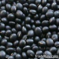 Black Matpe Whole black matpe beans split matpe split matpe where to b