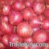 RED ONION